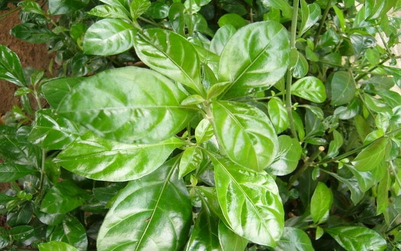 Cây Ắc Ó