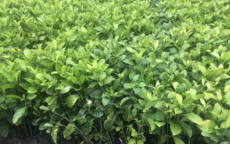 Cây Ắc Ó