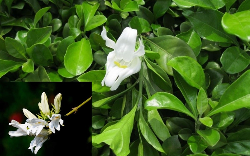 Cây Ắc Ó