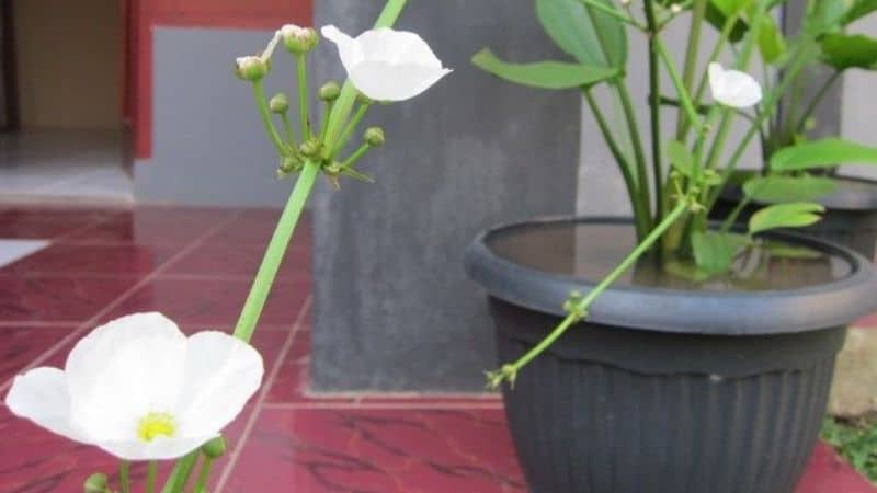 Cây bách thủy tiên