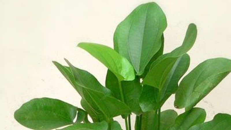 Cây bách thủy tiên