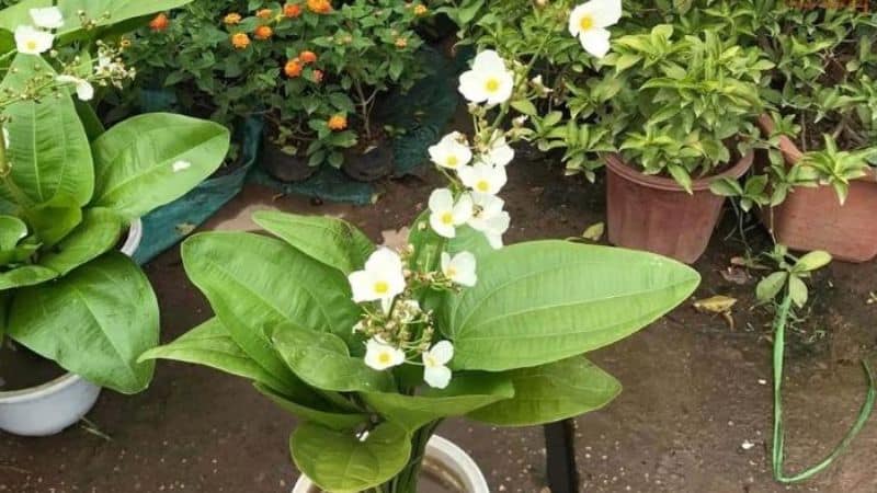 Cây bách thủy tiên