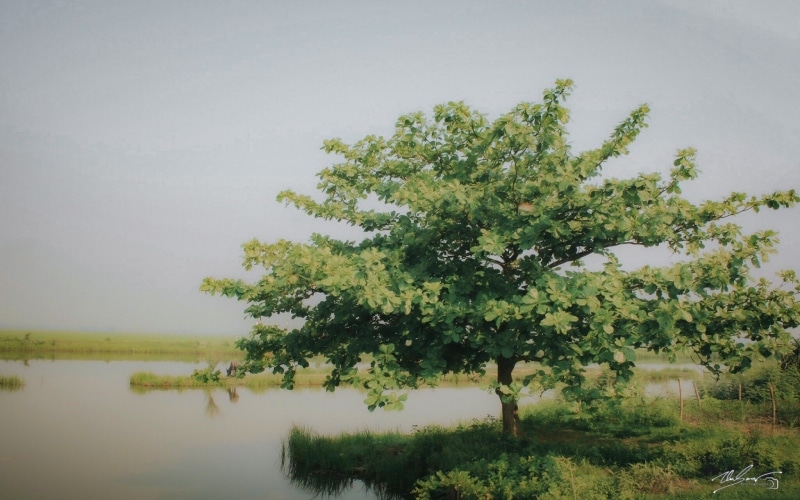 Cây bàng gai