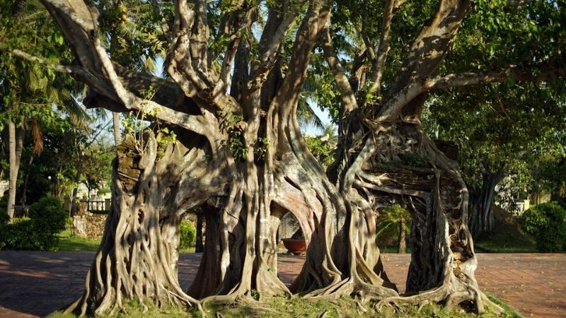 Cây bồ đề