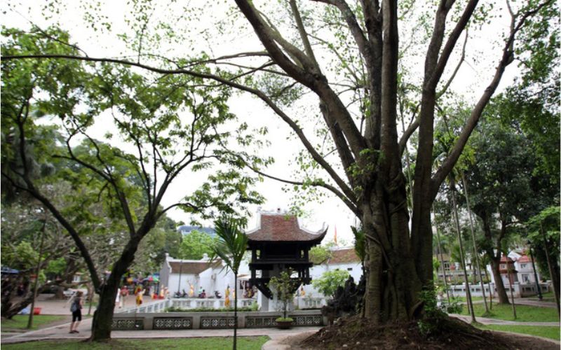Cây bồ đề