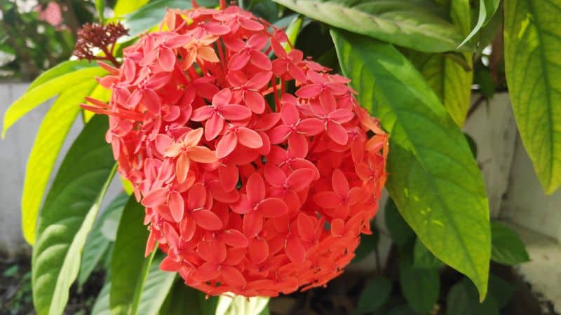 Cây bông trang là cây gì? Ý nghĩa phong thủy cây bông trang