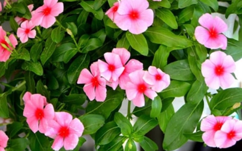 Cây bụi