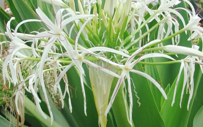 Cây bụi
