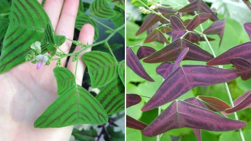 Cây cánh bướm