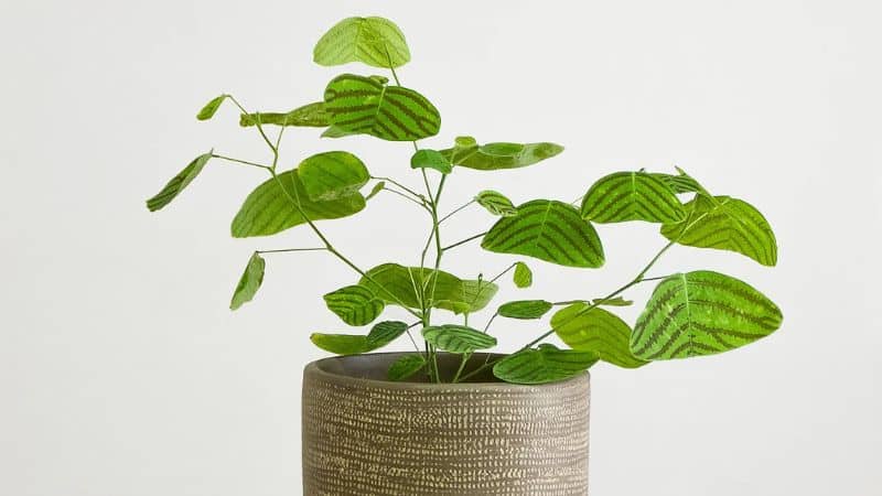 Cây cánh bướm