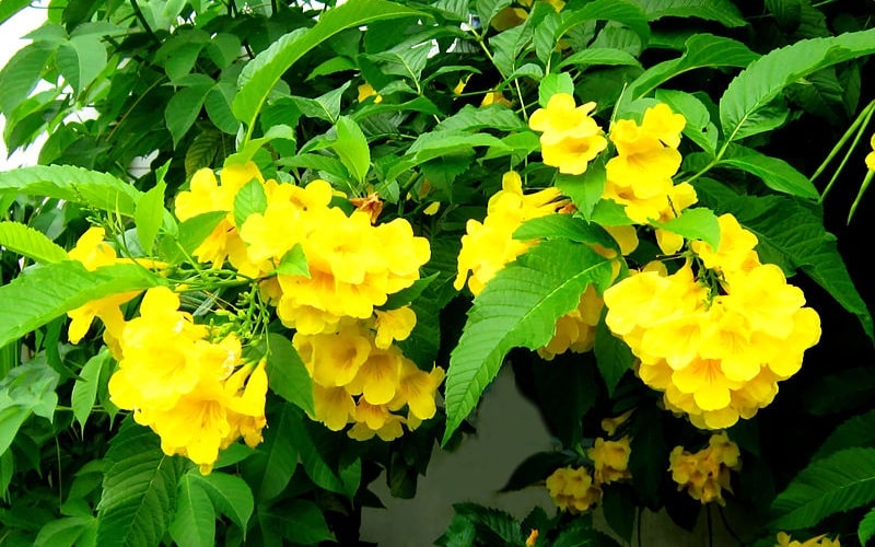 Cây chuông vàng