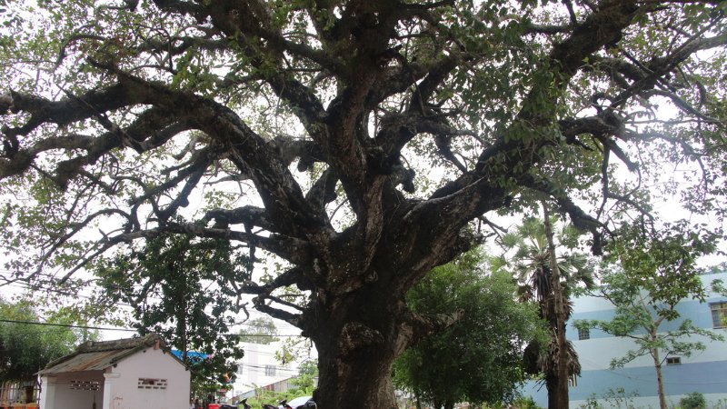 Cây dầu rái