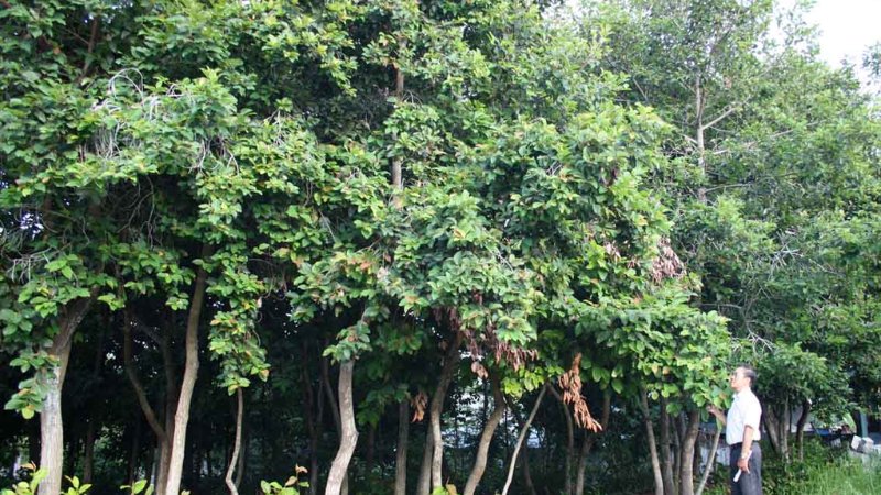Cây dầu rái
