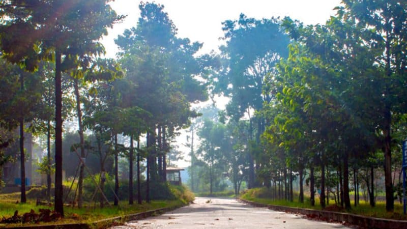 Cây dầu rái
