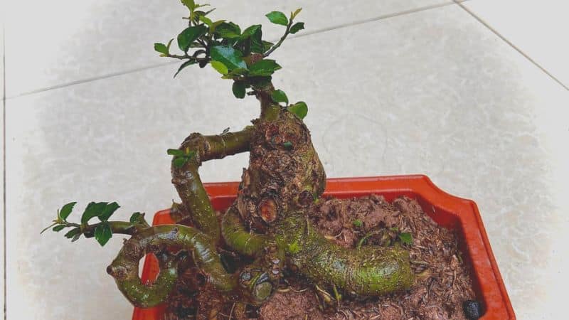 Cây duối cảnh