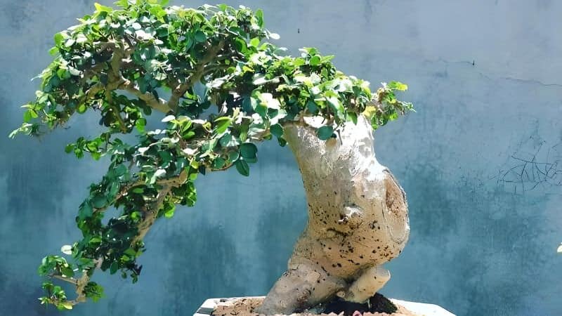 Cây duối cảnh