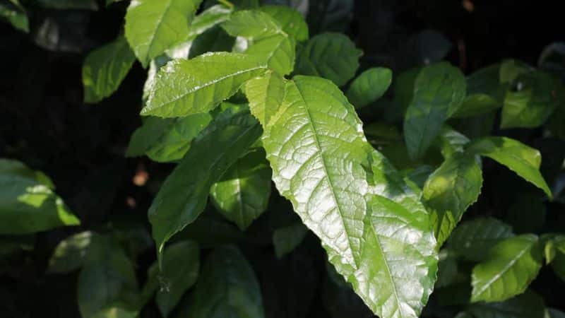 Cây duối cảnh