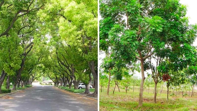 Cây xà cừ
