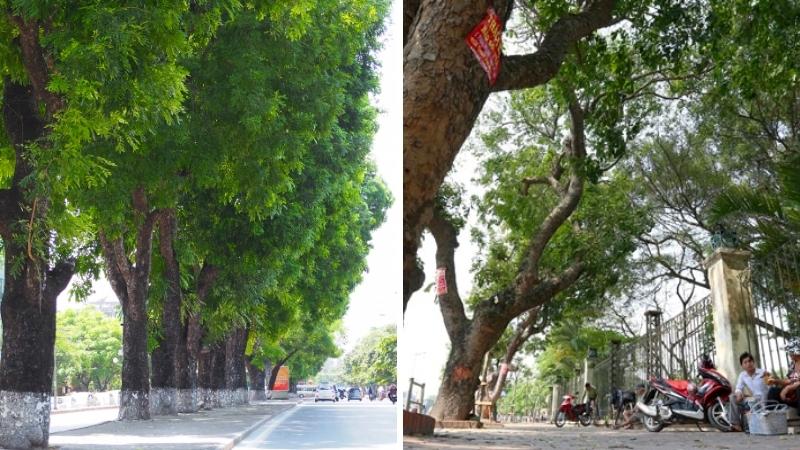 Cây xà cừ