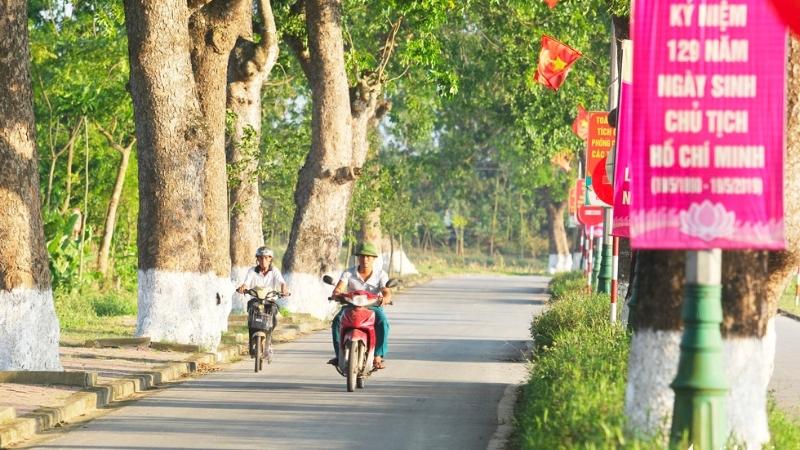 Cây xà cừ