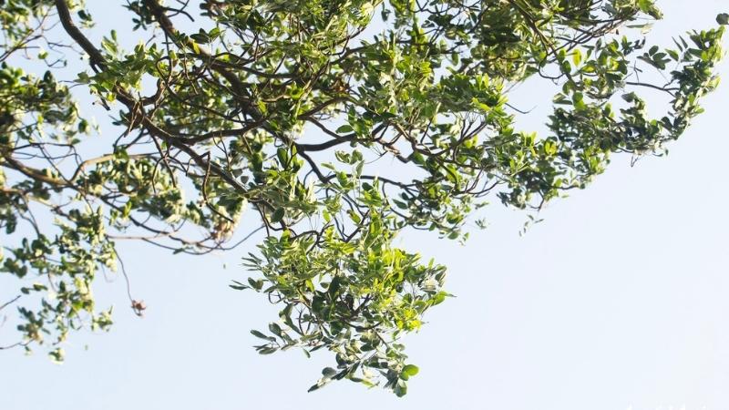 Cây xà cừ
