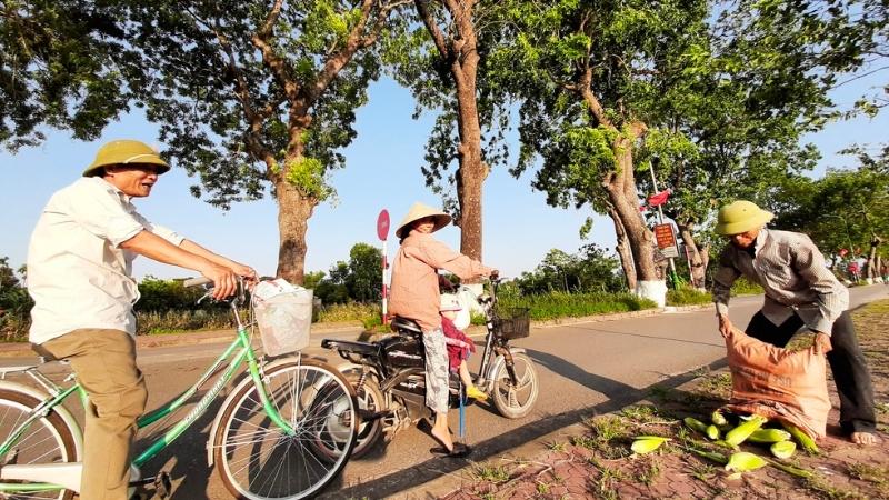 Cây xà cừ