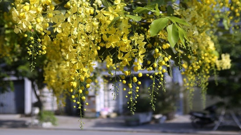 Cây hoa bò cạp vàng