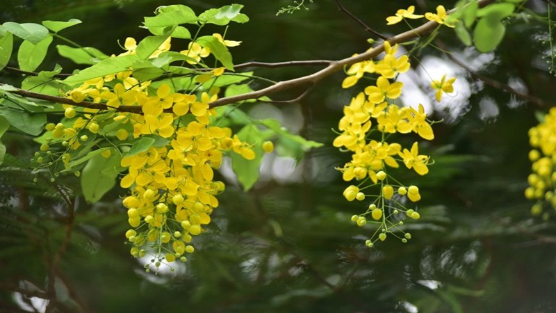 Cây hoa bò cạp vàng