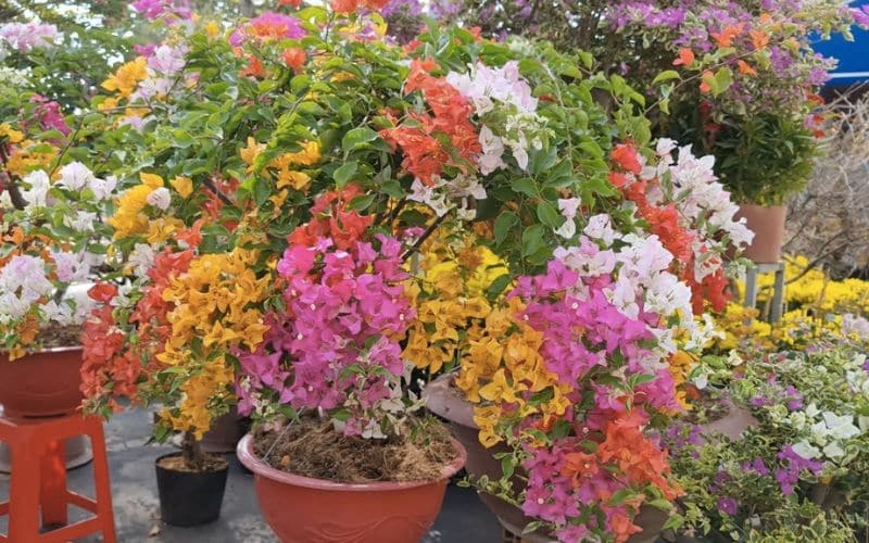 Cây hoa giấy ngũ sắc
