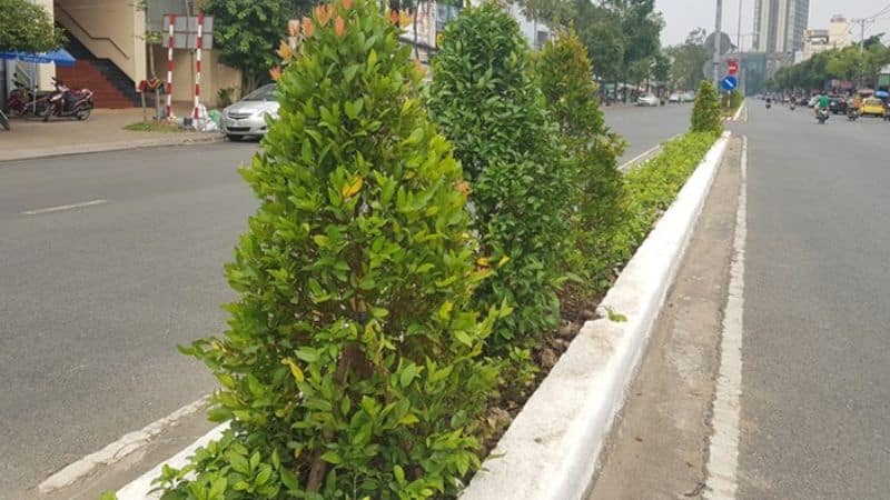 cây hồng lộc
