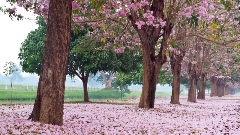 Cây kèn hồng