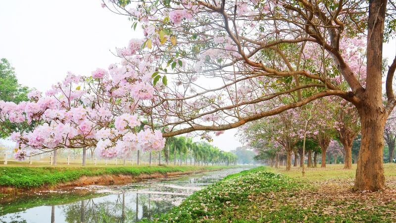 Cây kèn hồng