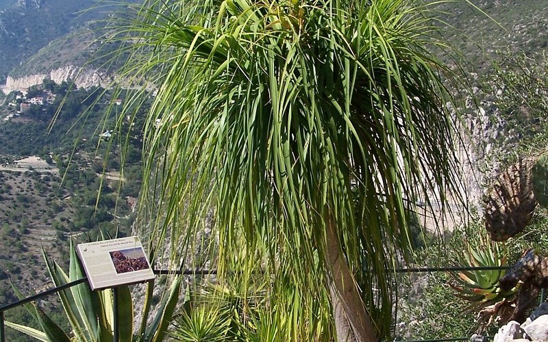 Cây lan bình rượu