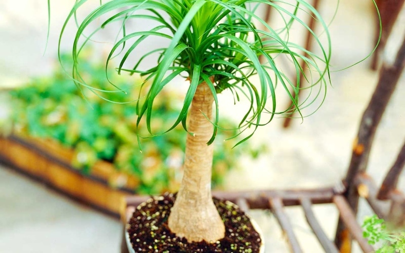 Cây lan bình rượu