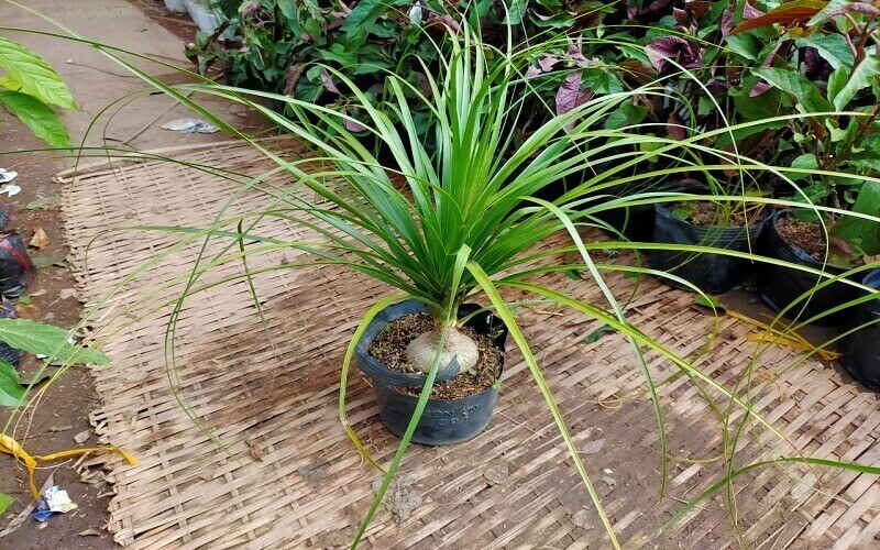 Cây lan bình rượu