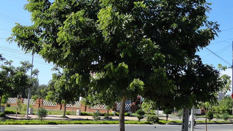 Cây lát hoa