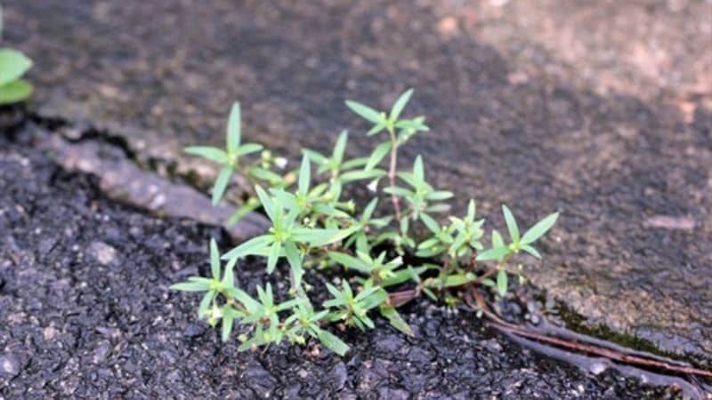 Cây lưỡi rắn