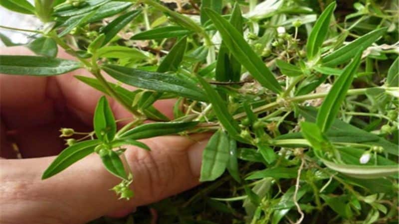 Cây lưỡi rắn