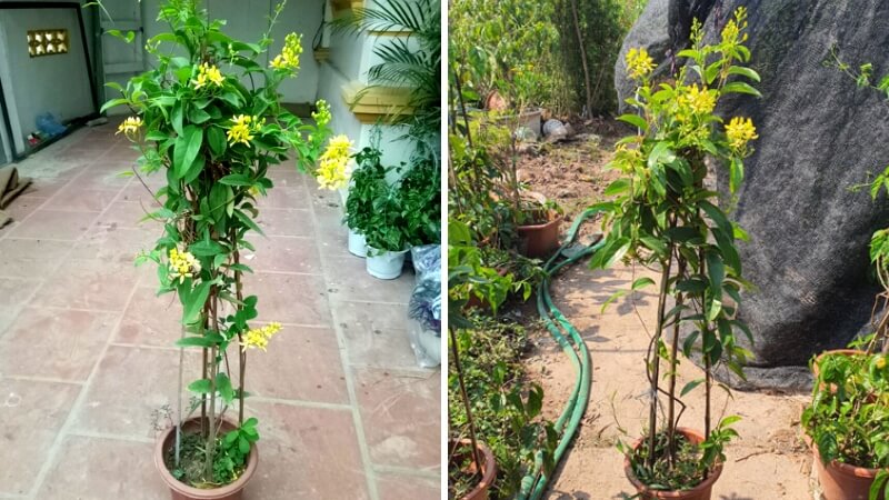 cây mai hoàng yến