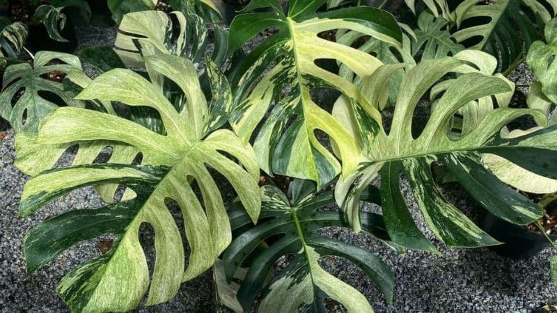 Cây monstera