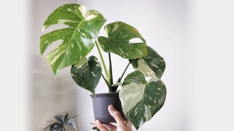 Cây monstera