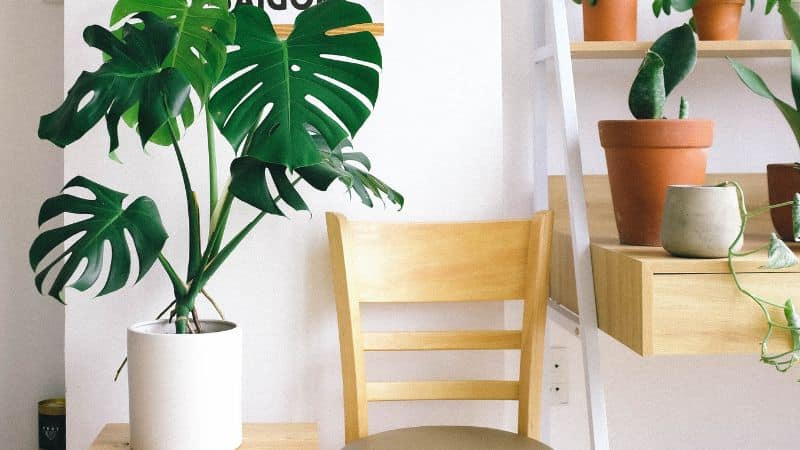 Cây monstera