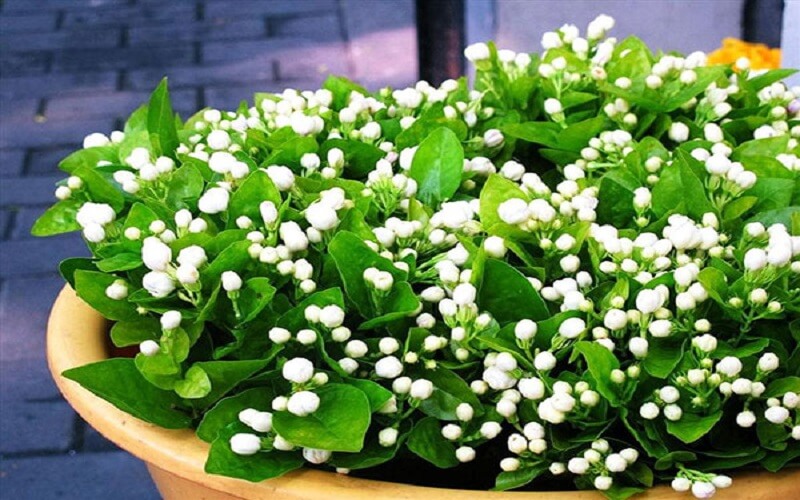 Cây ngọc bút