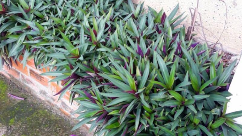 Cây Ngọc Trai