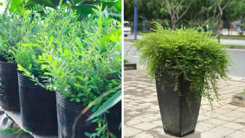 Cây sơn liễu