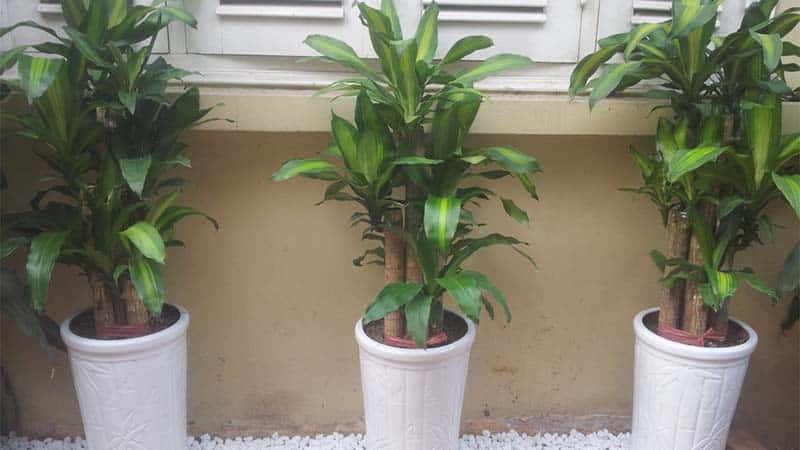 Cây thiết mộc lan