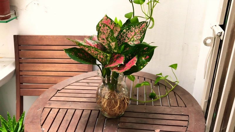 Cây thịnh vượng