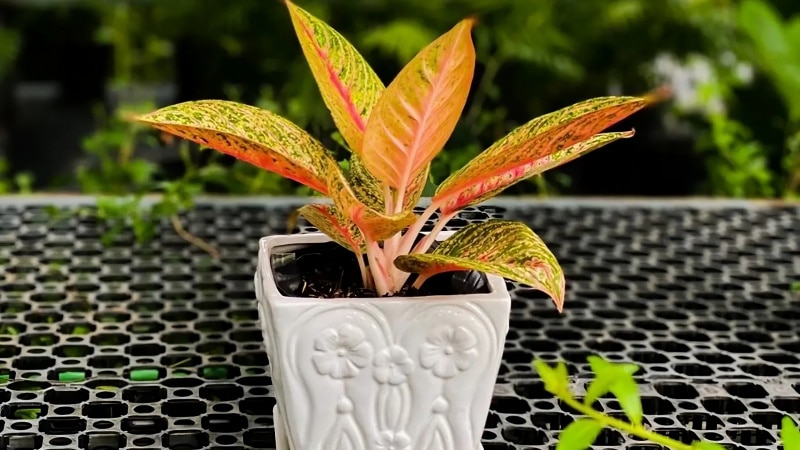Cây thịnh vượng