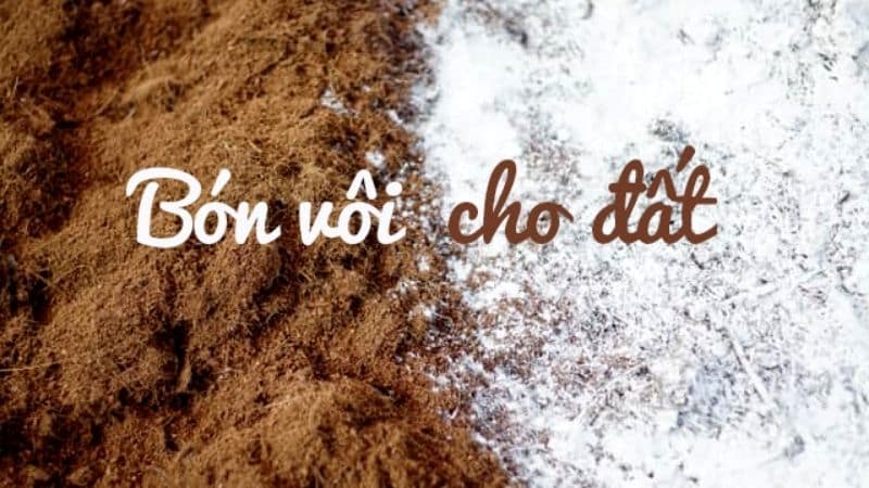 Cây trúc mây