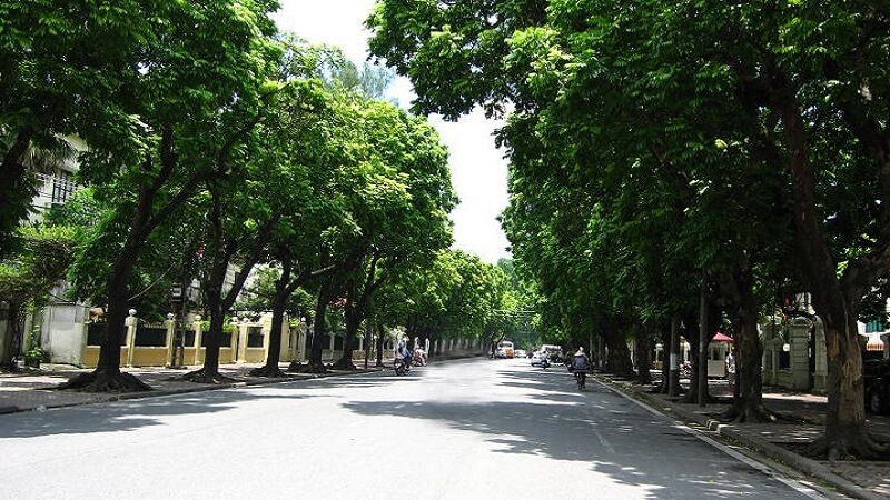 Cây xà cừ